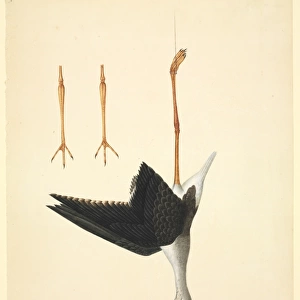 Himantopus himantopus, black-winged stilt