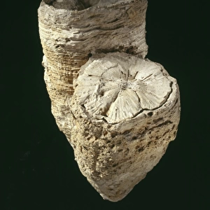 Hippurites radiosus, rudist mollusc shell
