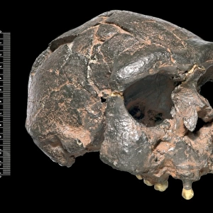 Homo erectus, Java Man (Sangiran 17) cranium cast