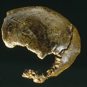 Homo neanderthalensis (Swanscombe 1) Cranium