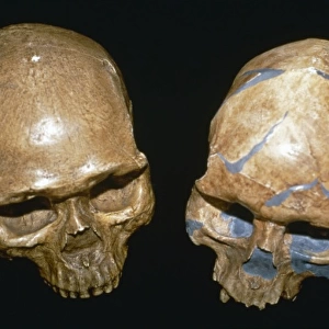 Homo sapiens crania