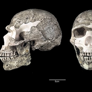 Homo sapiens cranium (Skhul 5)