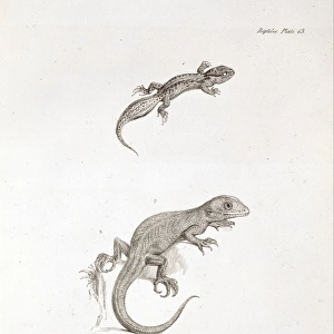Homonota darwini and Naultinuselegans, two species of lizar