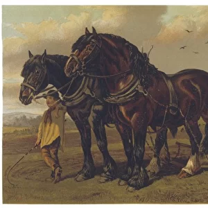 Horse / Plough 1870S