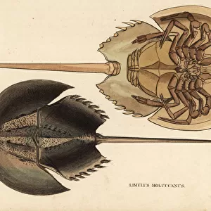 Horseshoe crab, Tachypleus gigas