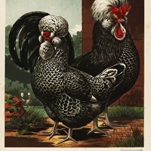 Houdan or Poule de Houdan cock and hen