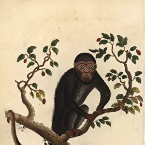 Howler monkey, Alouatta species