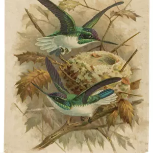 Humming Bird Silk Print