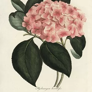 Hydrangea, Hydrangea hortensia
