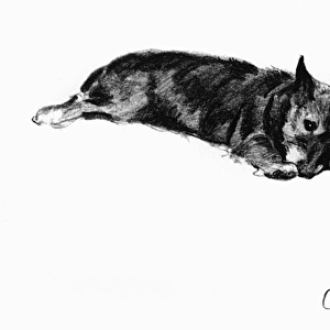 Illustration of a Cairn terrier puppy by Cecil Aldin