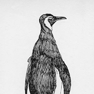 Illustration by Cecil Aldin, The Penguin