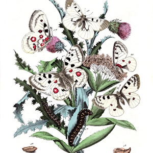 Illustration, Papilionidae