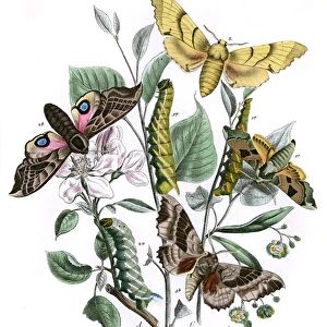 Illustration, Sphingidae