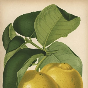 Imperial lemon cultivar, Citrus x limon