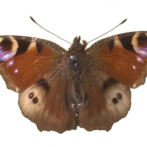 Inachis io, peacock butterfly