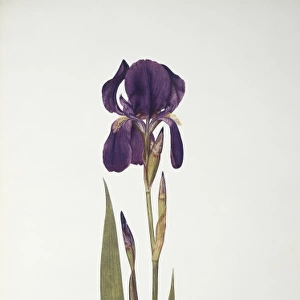 Iris kochii, German iris