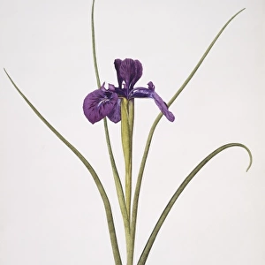 Iris xiphioides, English iris