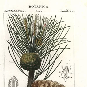 Italian stone pine, Pinus pinea, Pino domestico