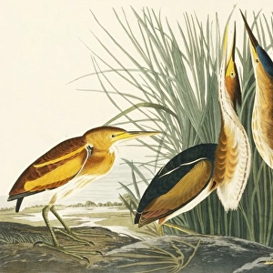 Ixobrychus exilis, least bittern