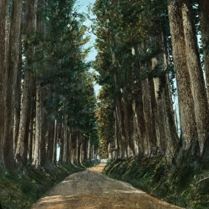 Japan - Avenue of Cryptomerias (trees)