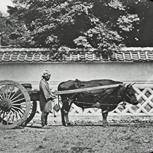 Japan - A Bullock cart of Kiyoto