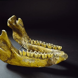 Jaw of Stephanorhinus hemitoechus, the narrow-nosed rhinocer
