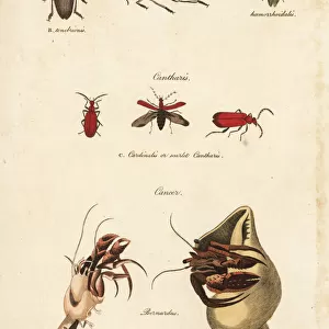 Jewel beetles, scarlet cantharis, and hermit crab
