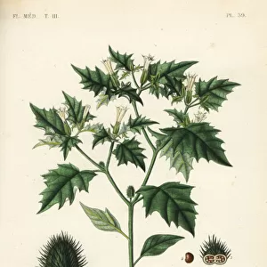 Jimsonweed or devils snare, Datura stramonium