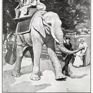 Jingo the Zoo Elephant Goes to America 1903
