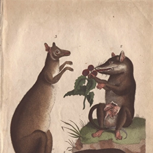 Kangaroo, badger and opossum, Macropus giganteus
