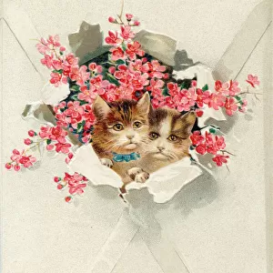 Two kittens in an envelope on a greetings postcard