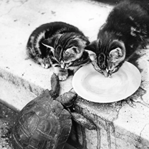 Kittens and Tortoise
