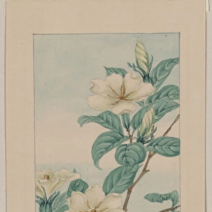 Kuchi nashi - cape jasmine