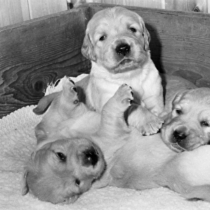 Three labrador puppies in a wooden box