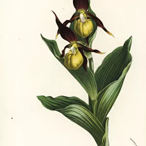Lady s-slipper orchid, Cypripedium calceolus
