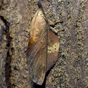 Lappet Moth - on tree-bark - has its wings
