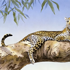A large Leopard reclining on a branch