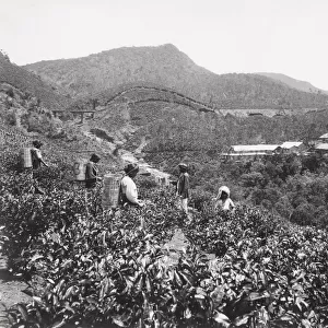 Late 19th century photograph: Workers picking tea, tea plantation, India or Ceylon