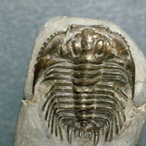 Leonaspis coronata, trilobite