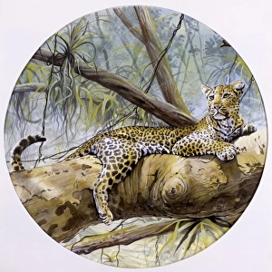 A leopard resting on a rainforest branch