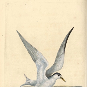 Lesser or little tern, Sternula albifrons