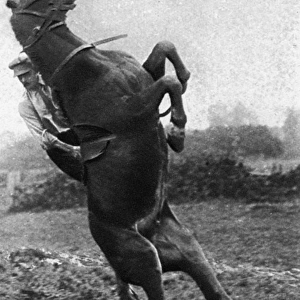 Lieutenant Mike Rimmington training horses for the army, WW1