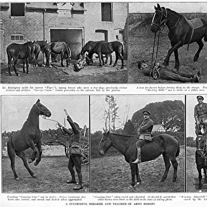 Lieutenant Rimington - breaker & teacher of Army horses, WW1