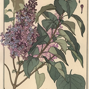 Lilac botanical study
