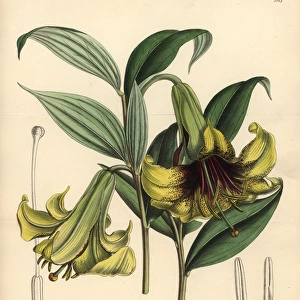 Lilium nepalense, yellow lily native to the Himalayas