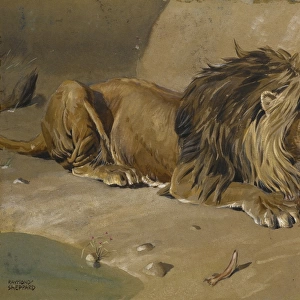 Lion eating