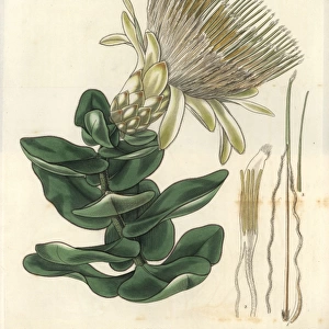 Long-flowered cream-coloured protea or sugarbush
