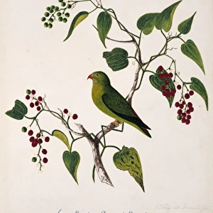 Loriculus vernalis, vernal hanging parrot