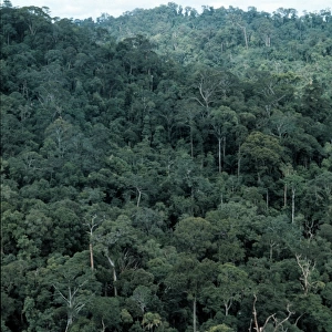 Lowland dipterocarp rainforest