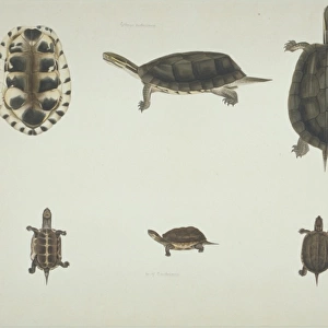 LS Plate 101 from the John Reeves Collection (Zoology)